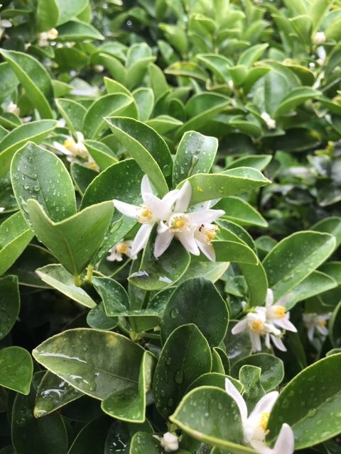 雨に歩けば…金柑の花が咲いているよ