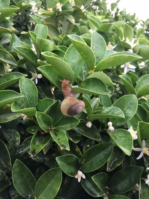 綺麗な花にはムシがつく